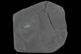 Pyritized Triarthrus Trilobite With Eggs - New York #93049-2